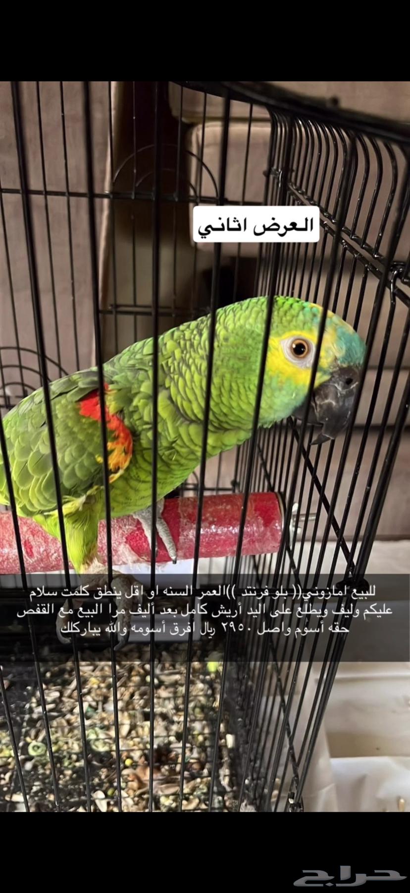 Amazon Bluefronted Jaco64538542023426113