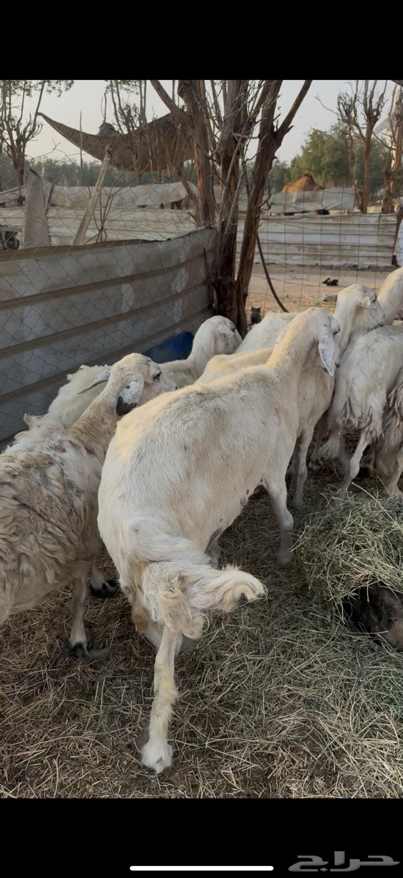 10 free-range sheep with a ram, one strong male (( Sold ))64536251970178114