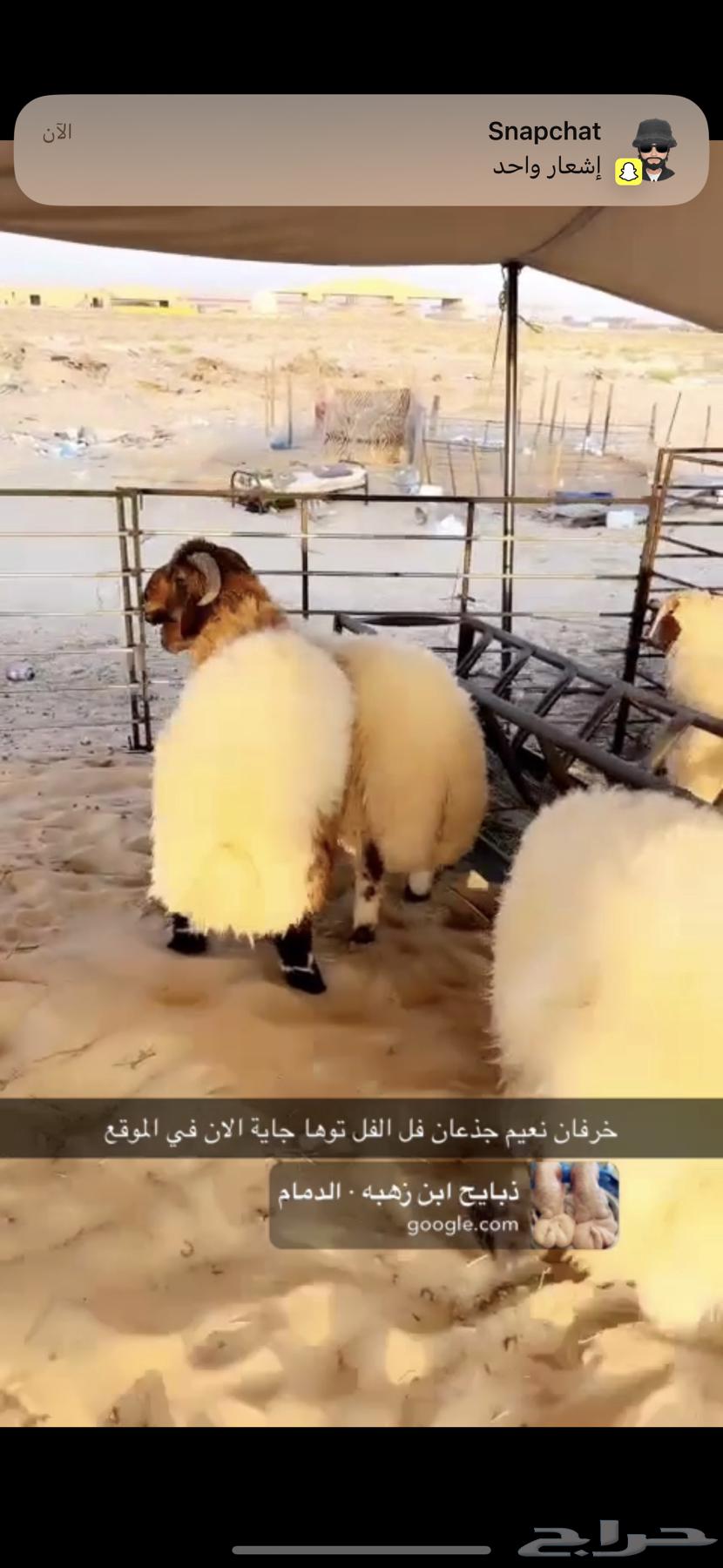 Lamb64540751543042112