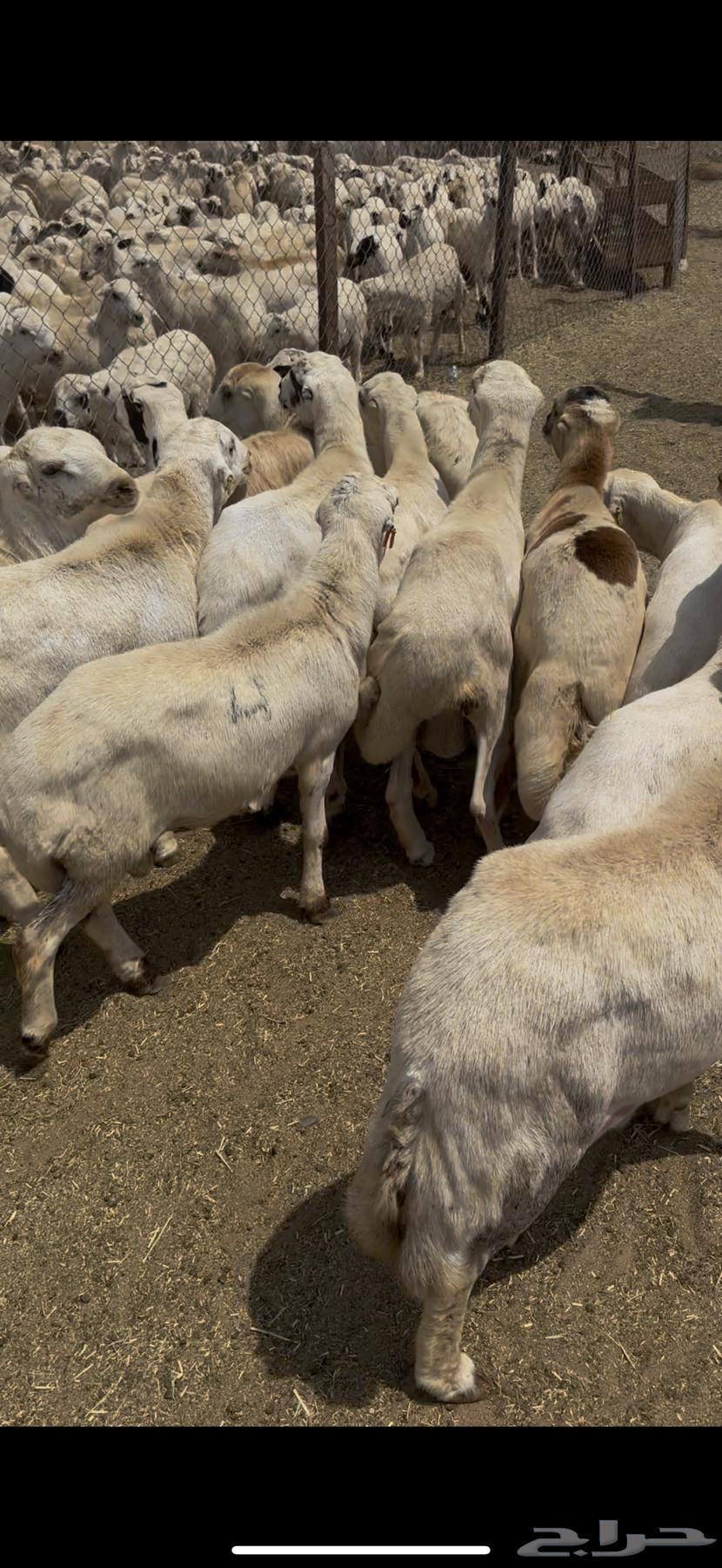 خرفان يمنيه مربيه شرط سمان فل64543153461762113