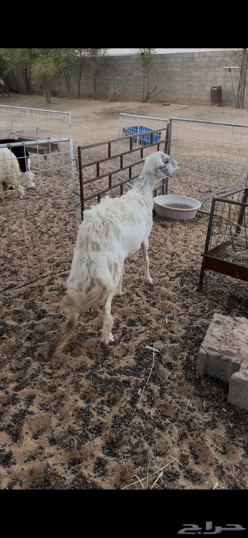 حريه حايل للبيع64538260694402110