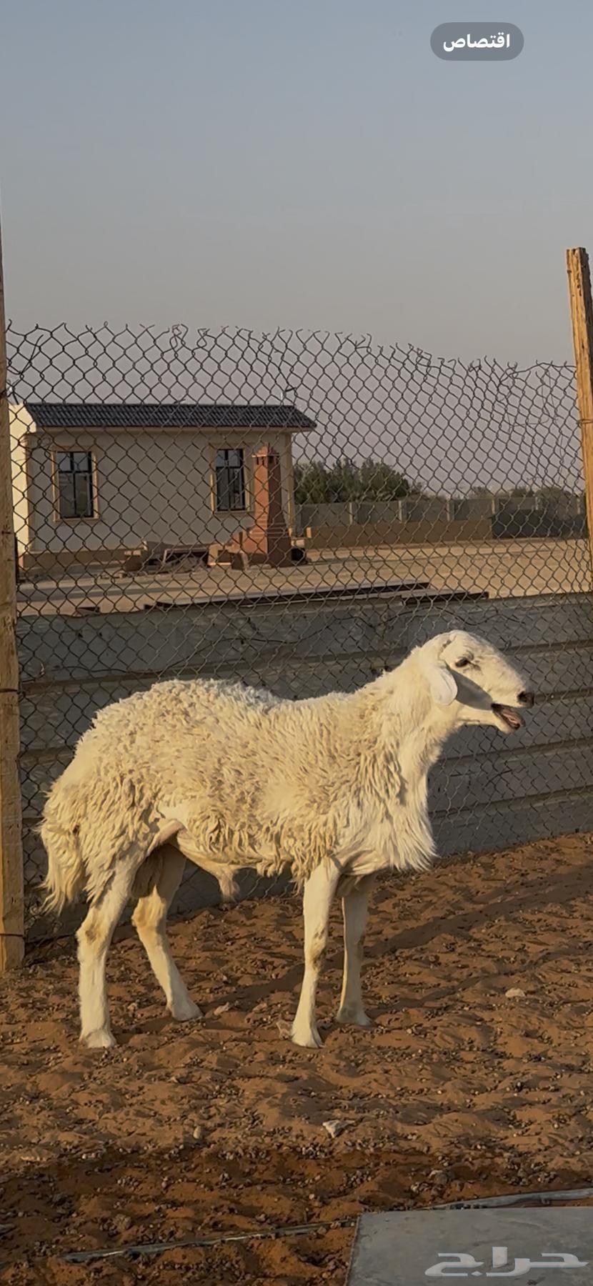 خروف فحل حري الخرج تم البيع64541522948353113