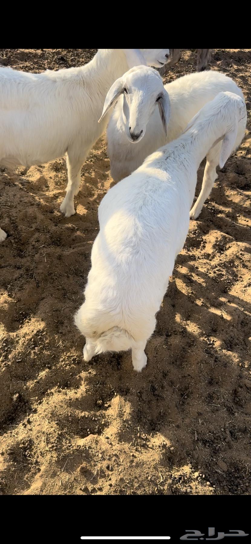 ذبايح للبيع بعنيزه البدايع يوجد توصيل وسلخخ64536753438594111