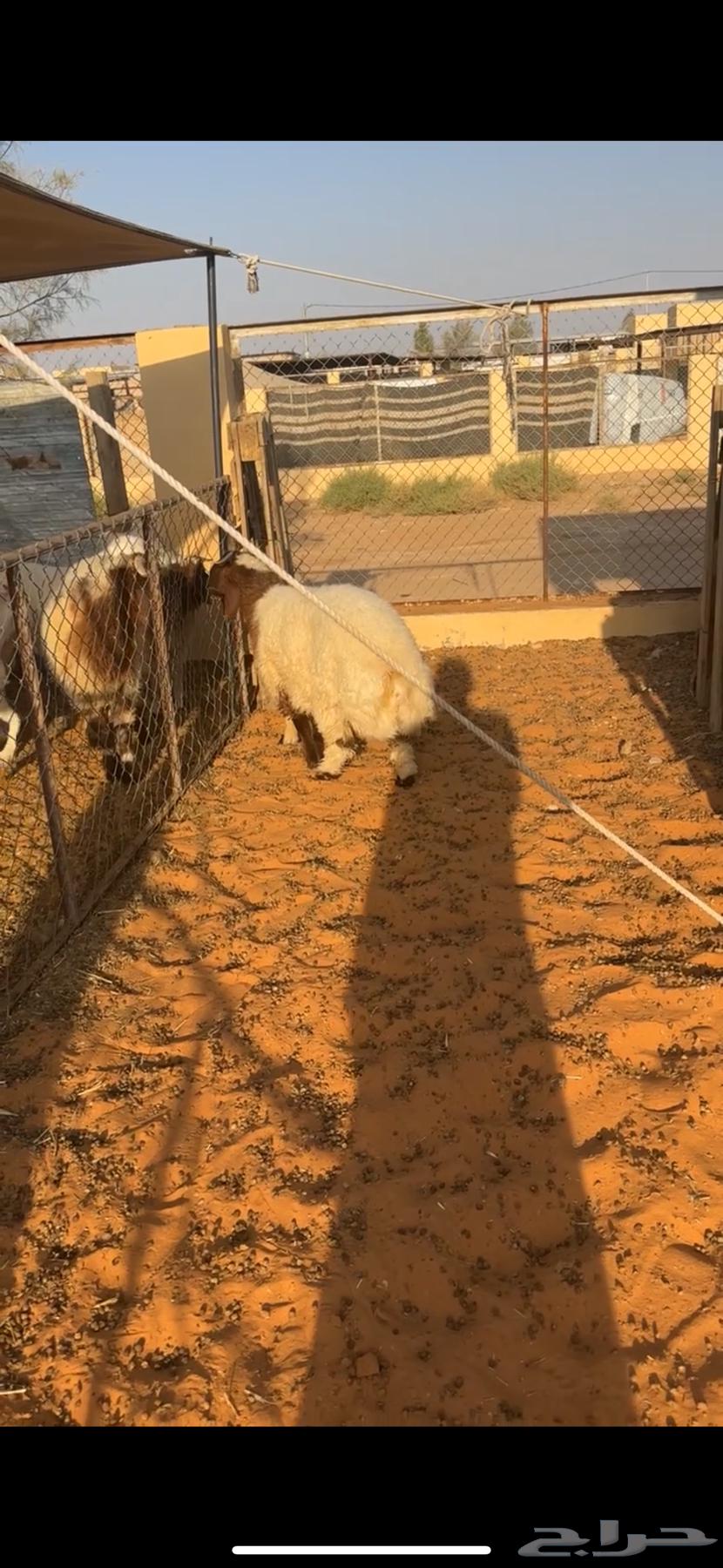 خروف نعيمي تميمه مغلق شحم شعره وطرف وشحمم نظيف شرط64536334953346110