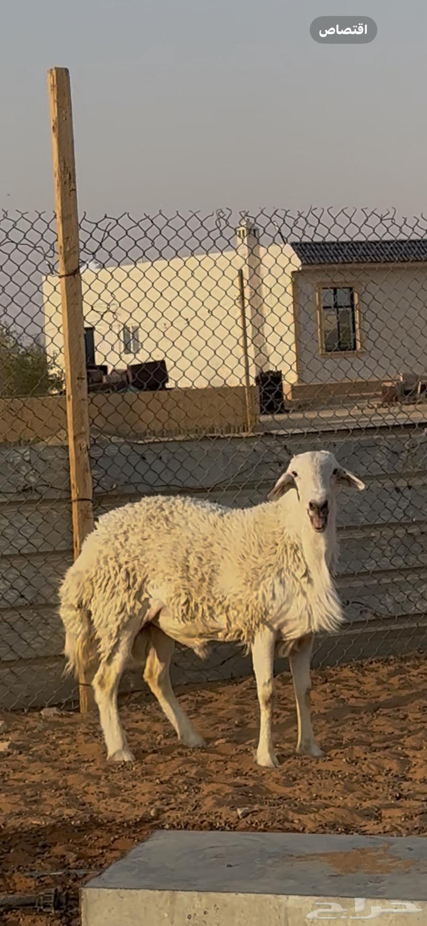 خروف فحل حري الخرج تم البيع64541522948353114