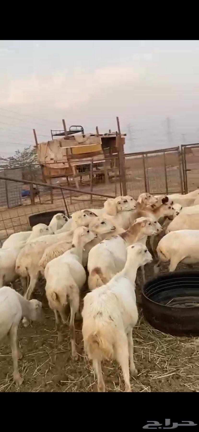 31 Rafidi sheep, mostly close defense, limit 75064539059074691112