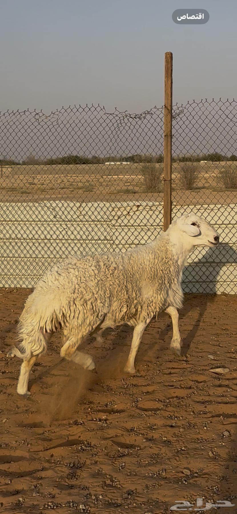 خروف فحل حري الخرج تم البيع64541522948353110