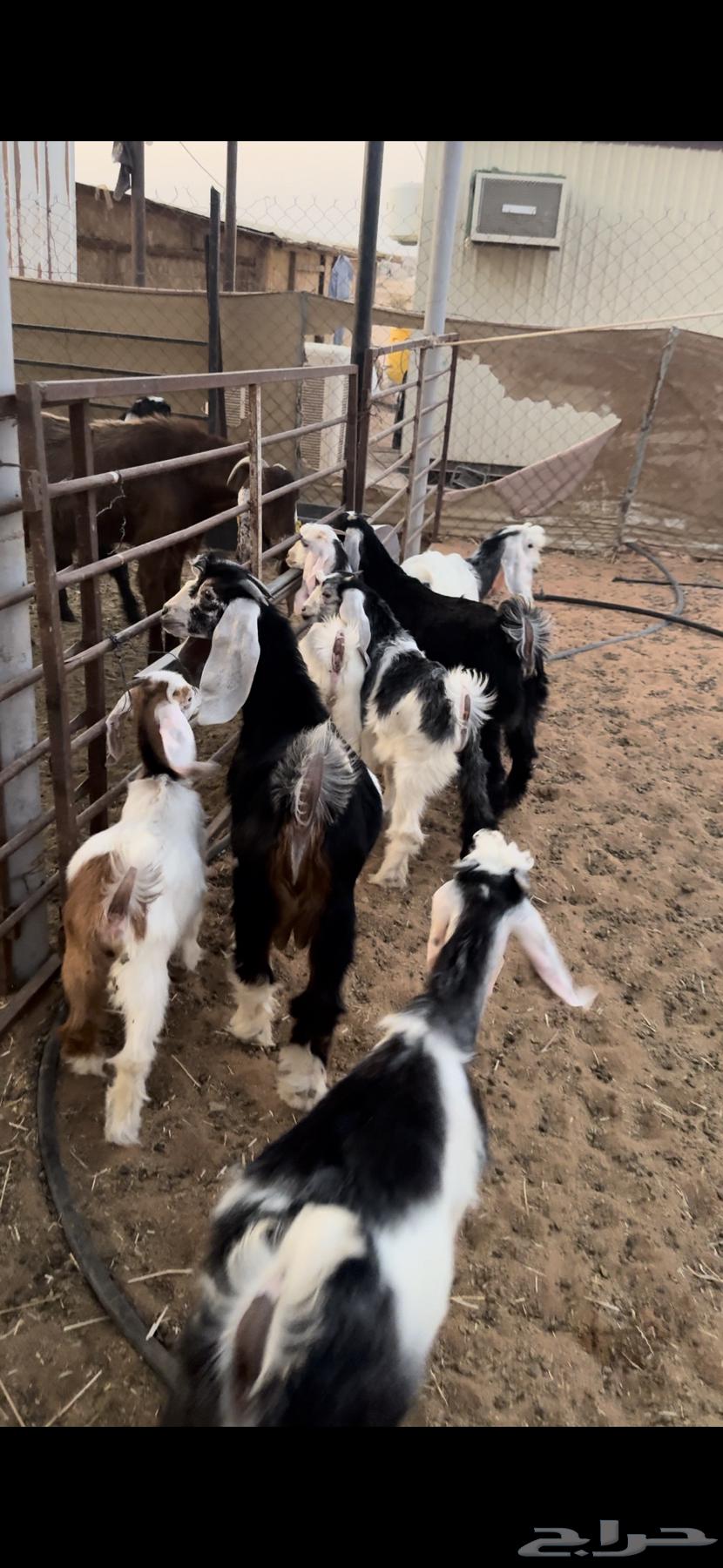 للبيع تيوس وجفار مندي64541934689283111