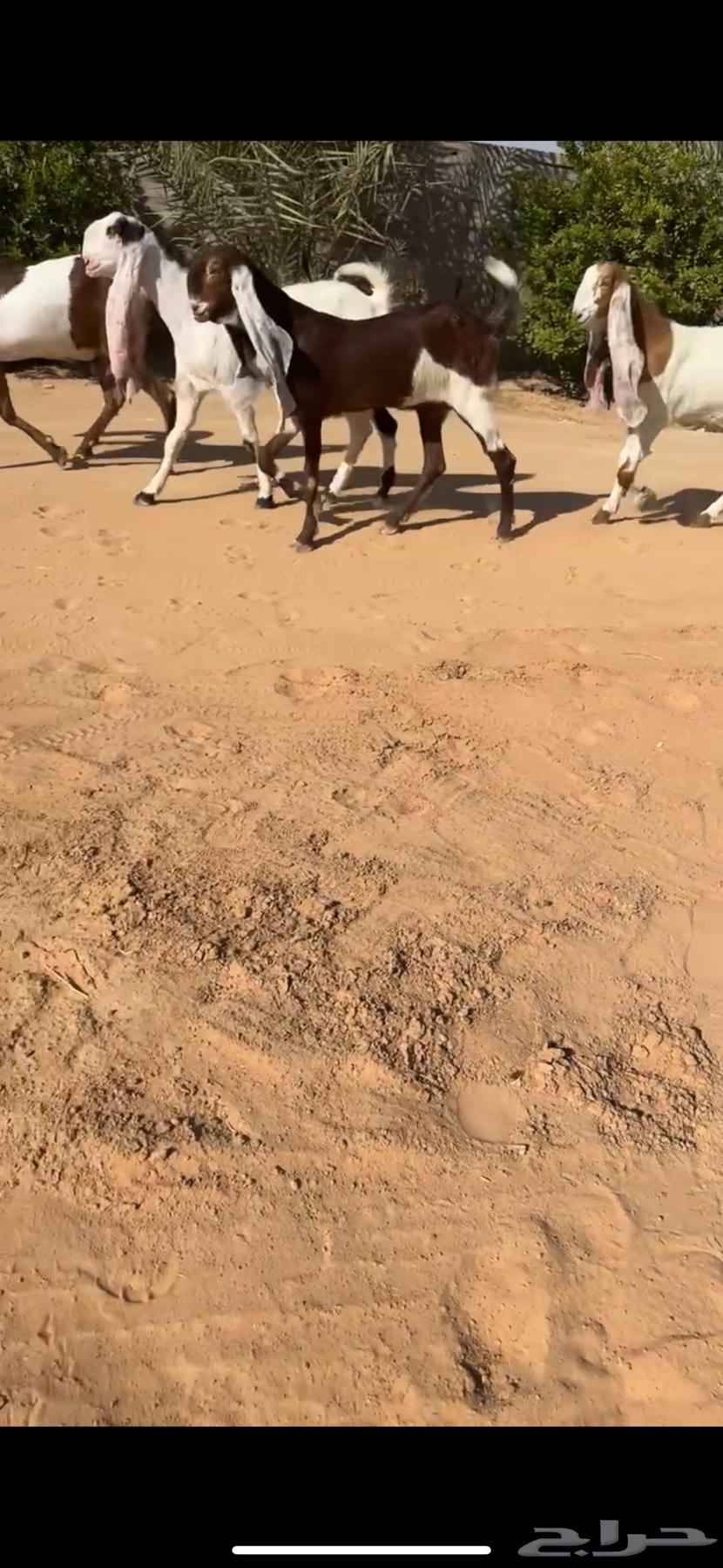 جفار هولنديات ( تم البيع )64537491055747110