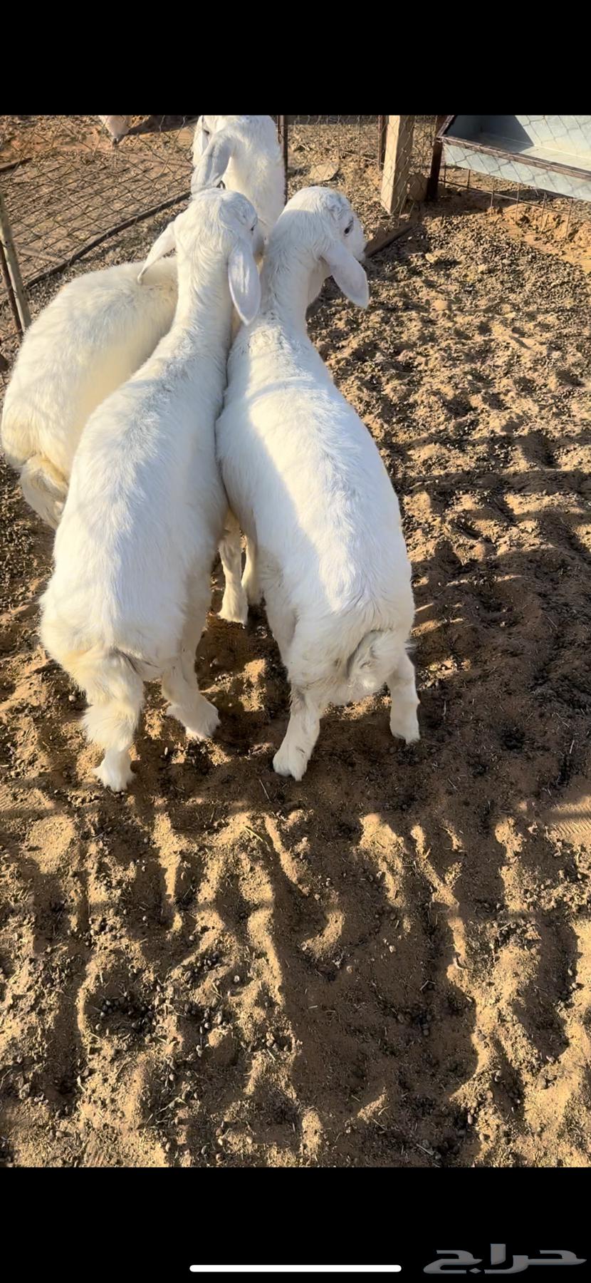 ذبايح للبيع بعنيزه البدايع يوجد توصيل وسلخخ64536753438594110