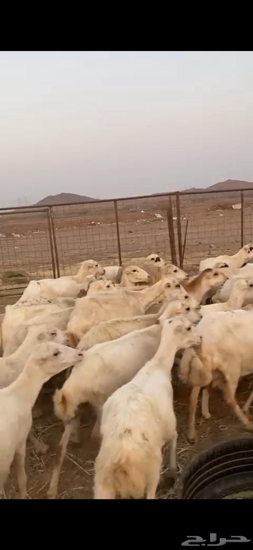 31 Rafidi sheep, mostly close defense, limit 75064539059074691113