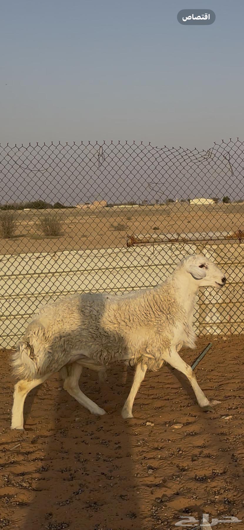 خروف فحل حري الخرج تم البيع64541522948353111