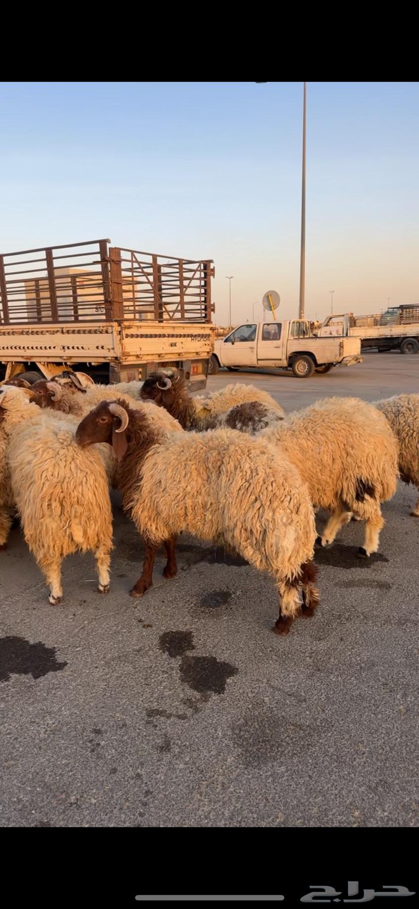 خروف نعيني64541793205635110