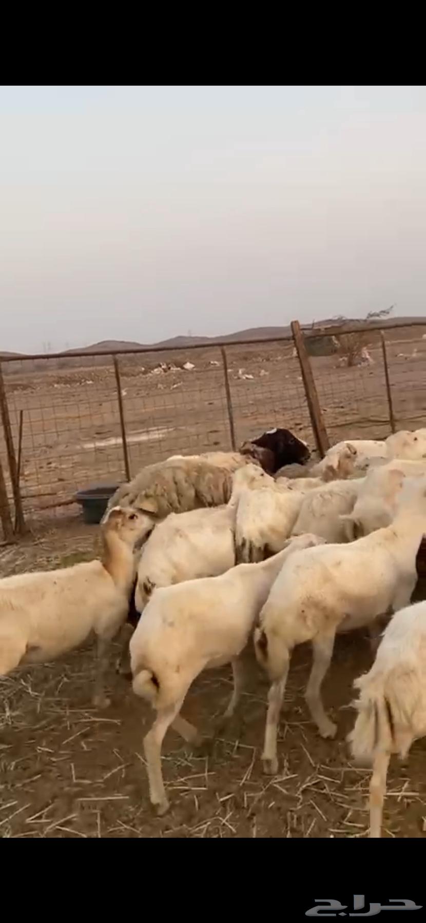 31 Rafidi sheep, mostly close defense, limit 75064539059074691114