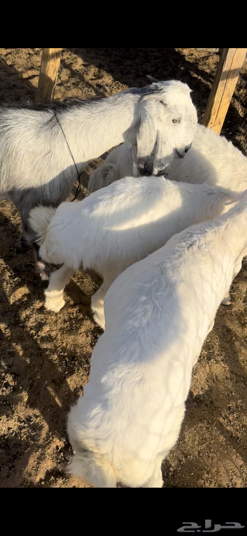 ذبايح للبيع بعنيزه البدايع يوجد توصيل وسلخخ64536753438594112