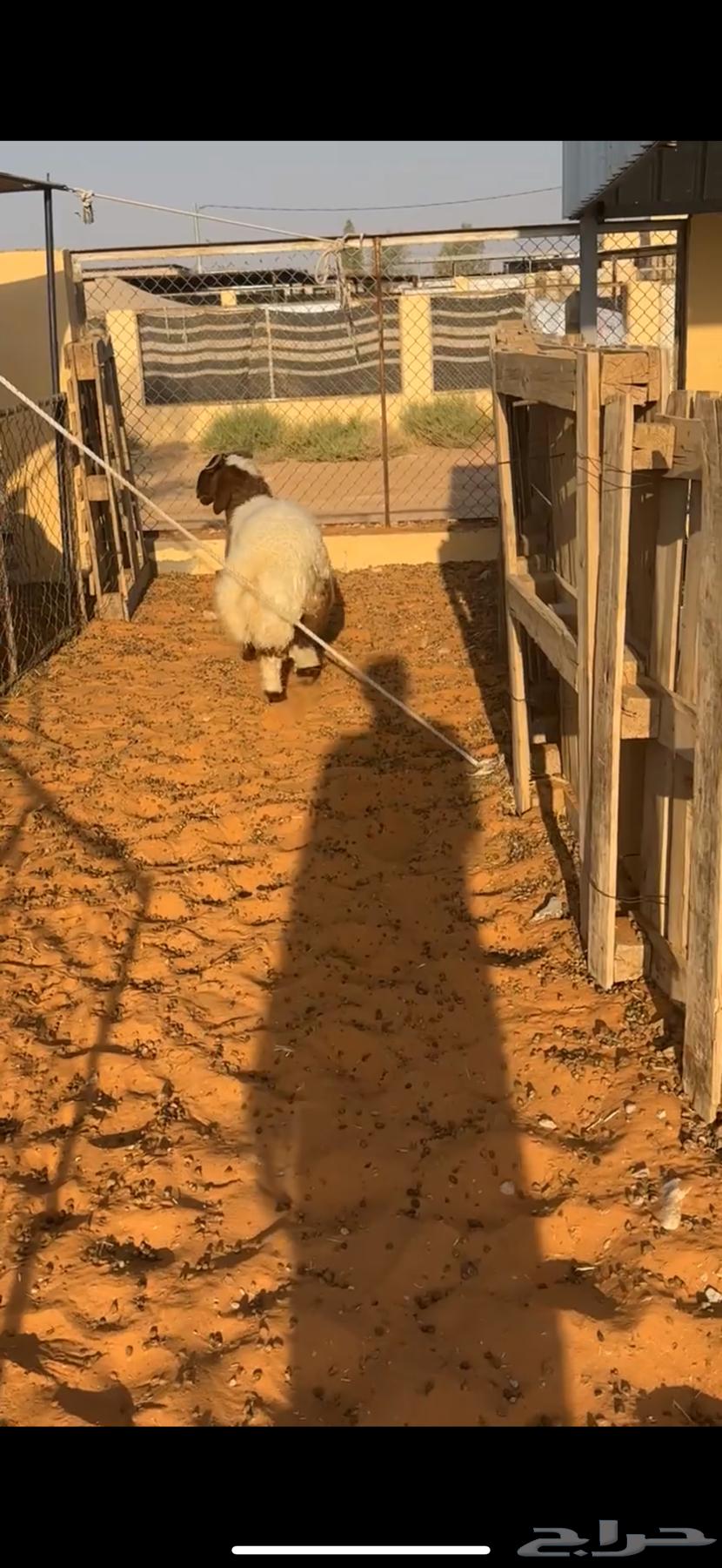 خروف نعيمي تميمه مغلق شحم شعره وطرف وشحمم نظيف شرط64536334953346111