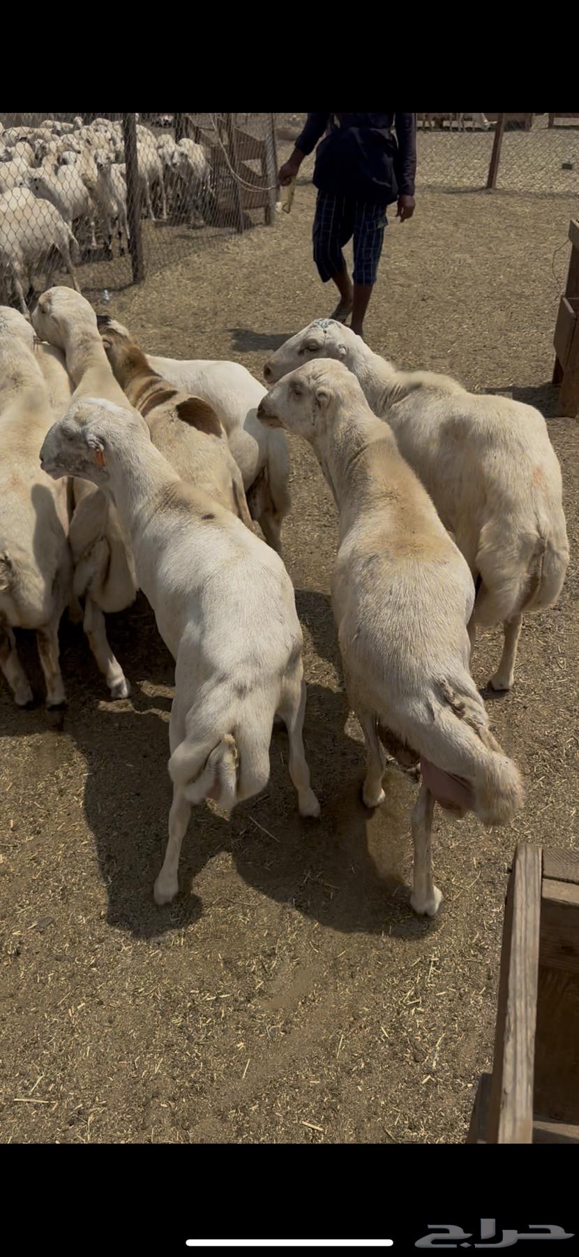 خرفان يمنيه مربيه شرط سمان فل64543153461762111