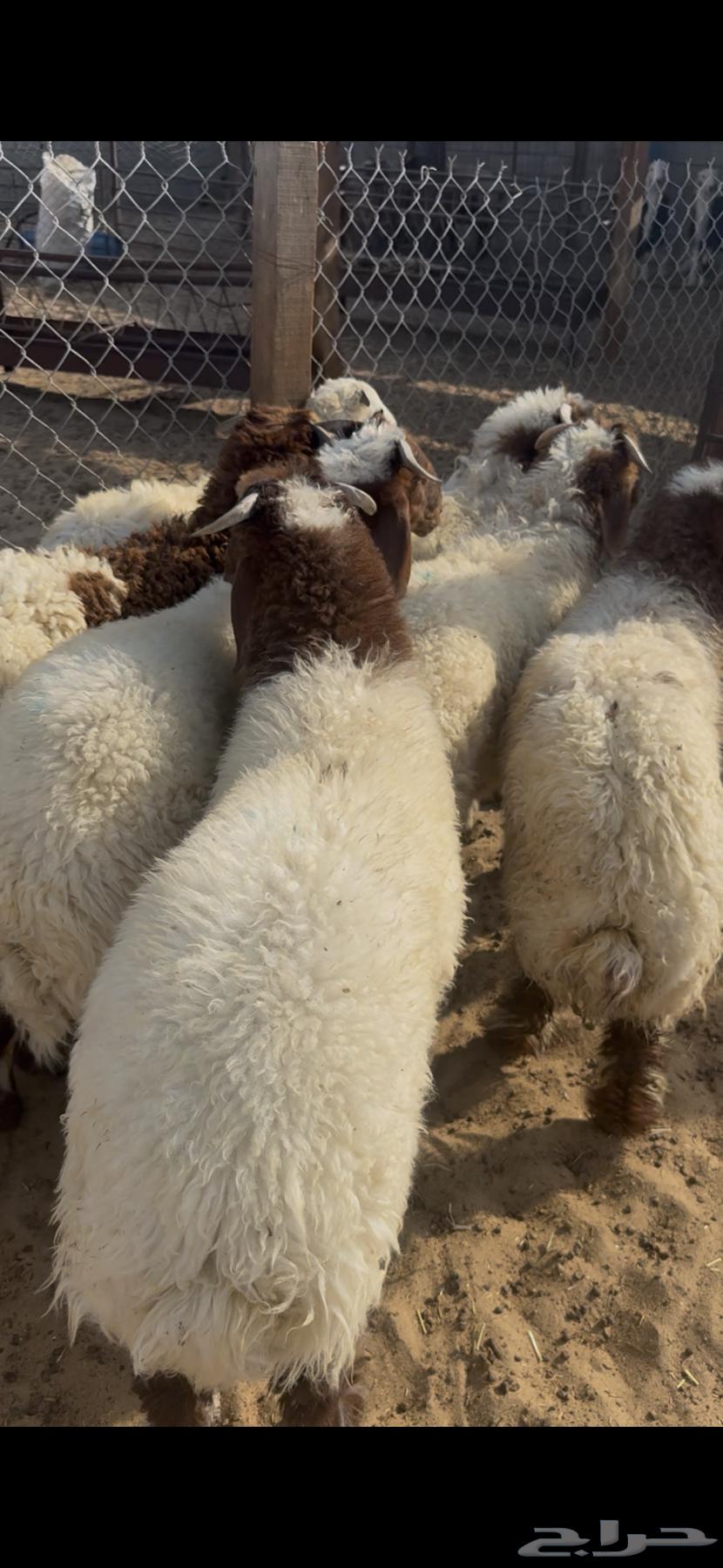 ذبايح نعيم بلدي هرافي64539627765761110