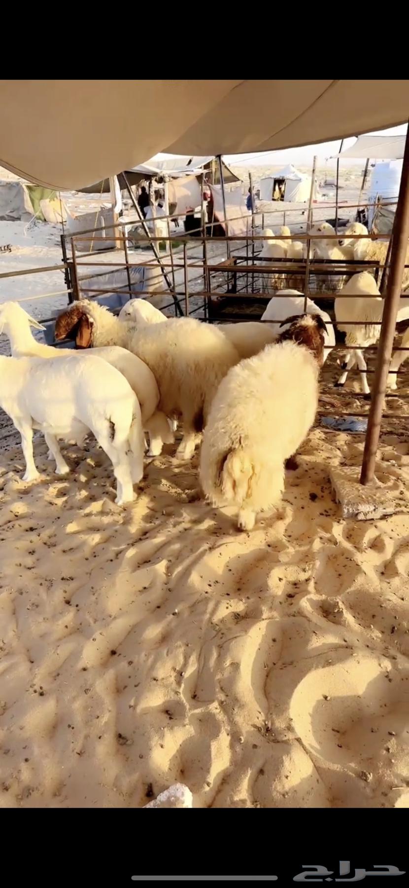 Lamb64540751543042111