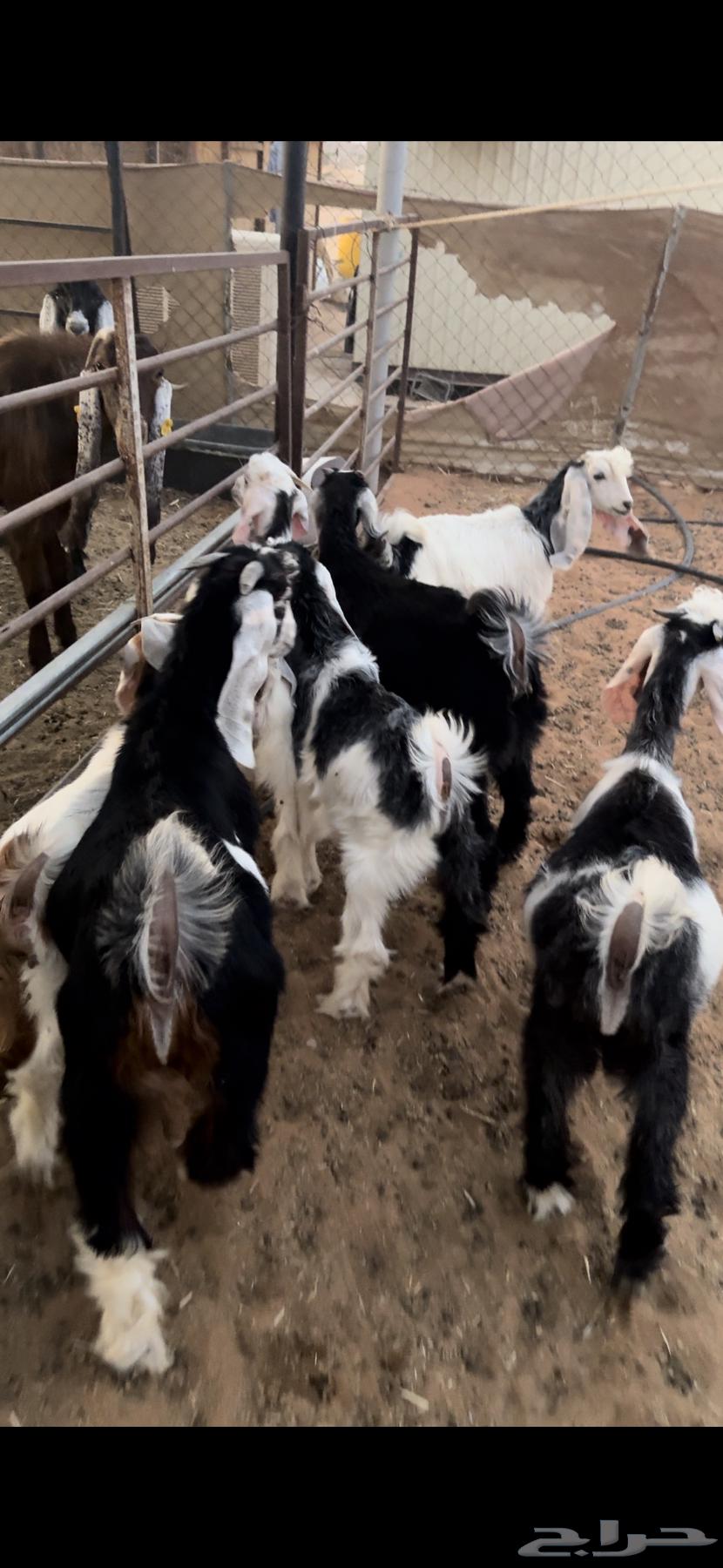 للبيع تيوس وجفار مندي64541934689283110