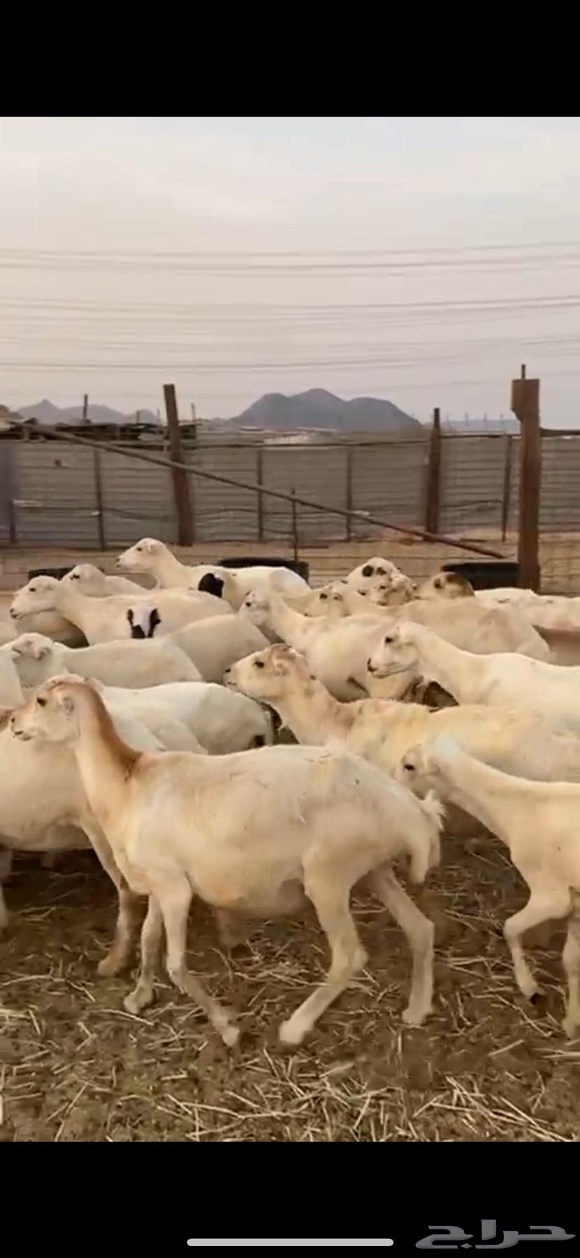 31 Rafidi sheep, mostly close defense, limit 75064539059074691110