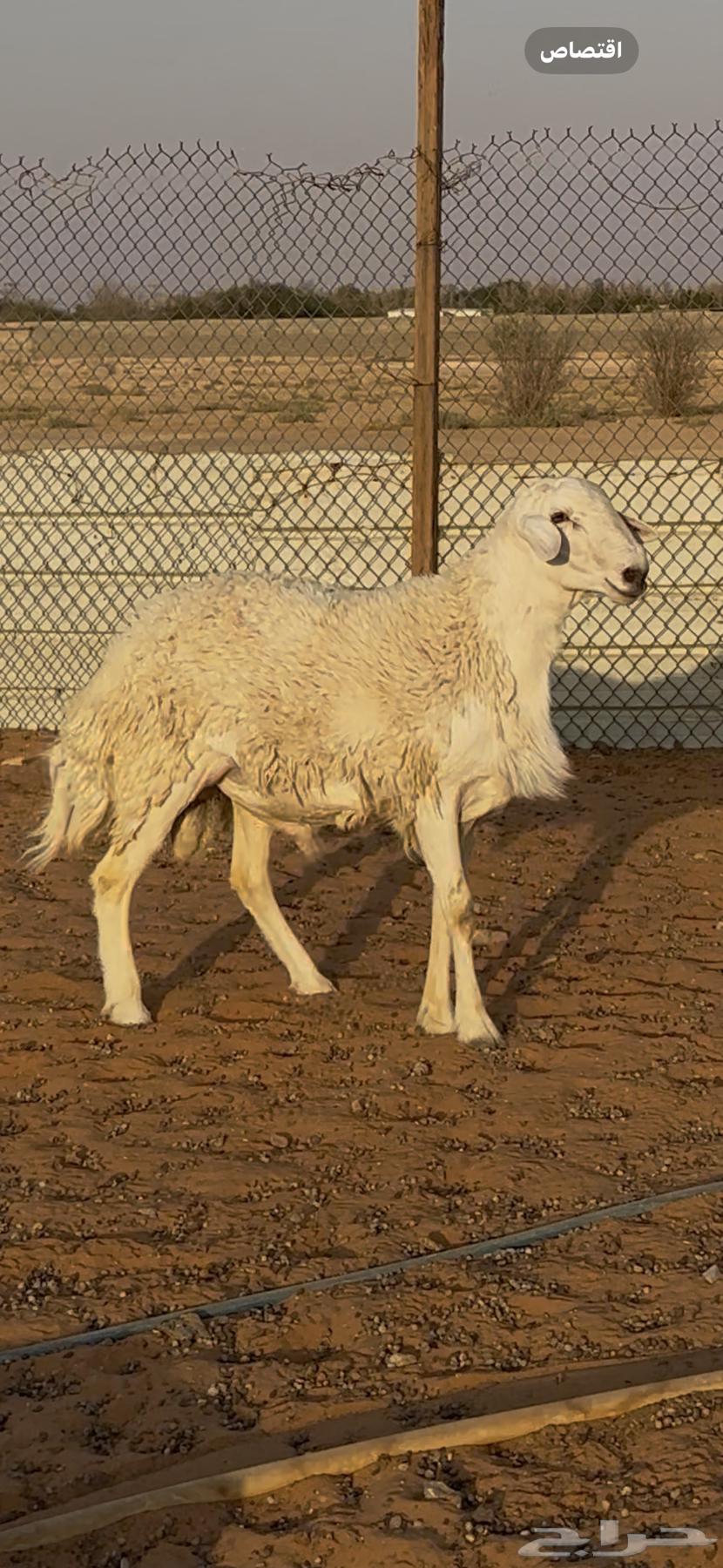 خروف فحل حري الخرج تم البيع64541522948353112