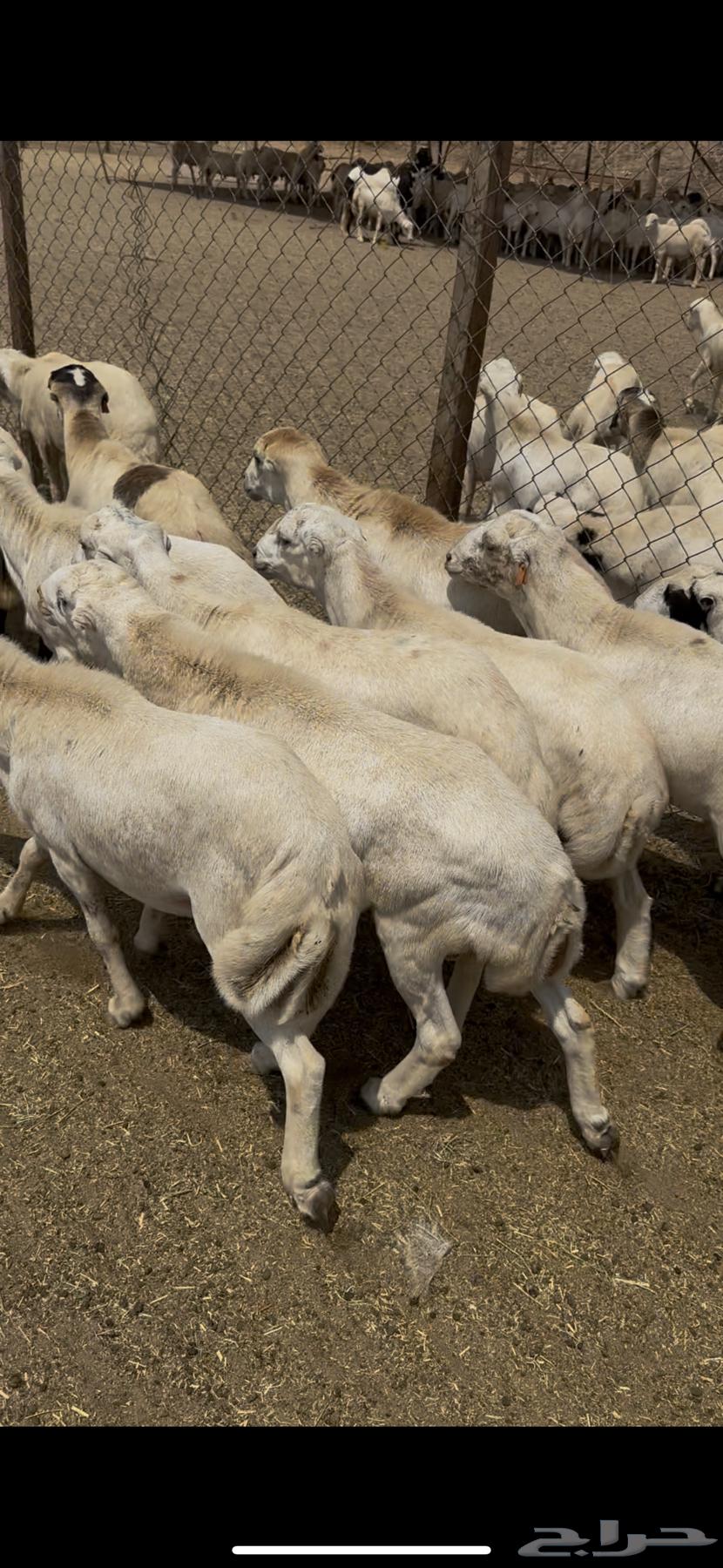خرفان يمنيه مربيه شرط سمان فل64543153461762110