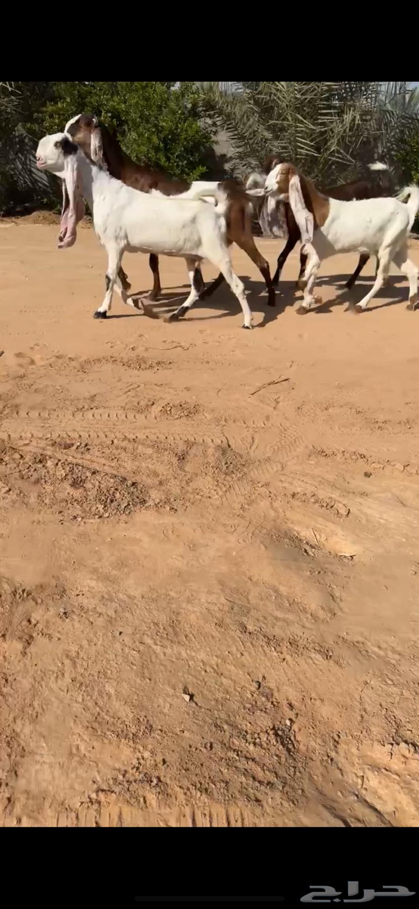 جفار هولنديات ( تم البيع )64537491055747111