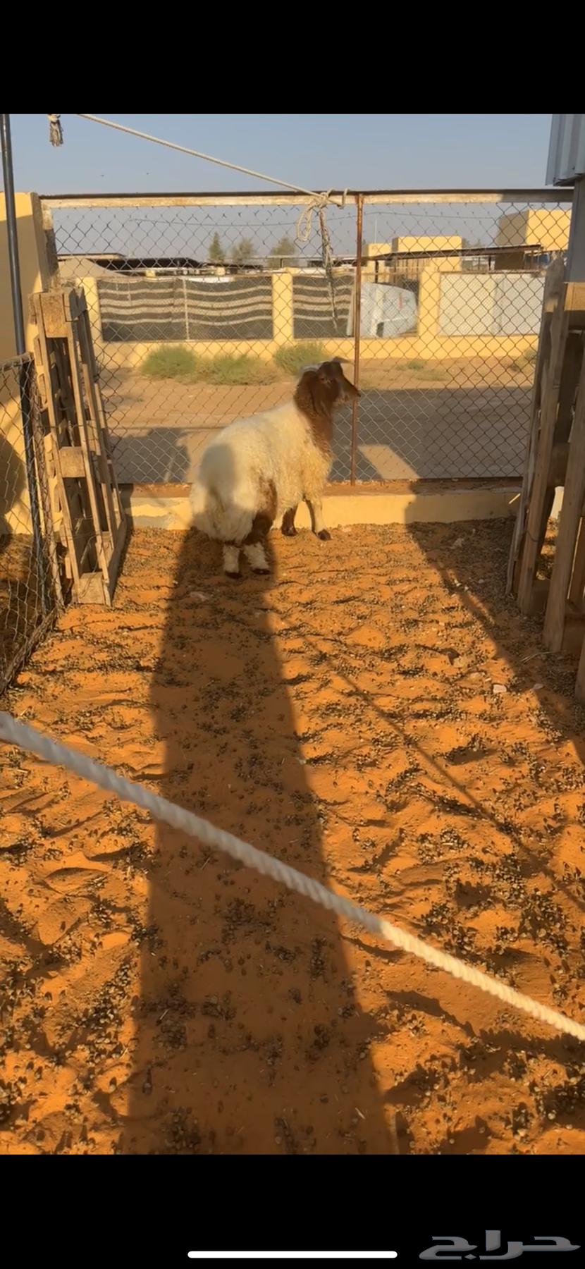 خروف نعيمي تميمه مغلق شحم شعره وطرف وشحمم نظيف شرط64536334953346112