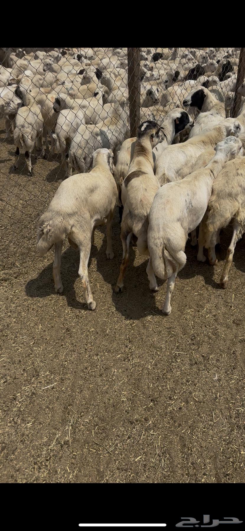 خرفان يمنيه مربيه شرط سمان فل64543153461762112