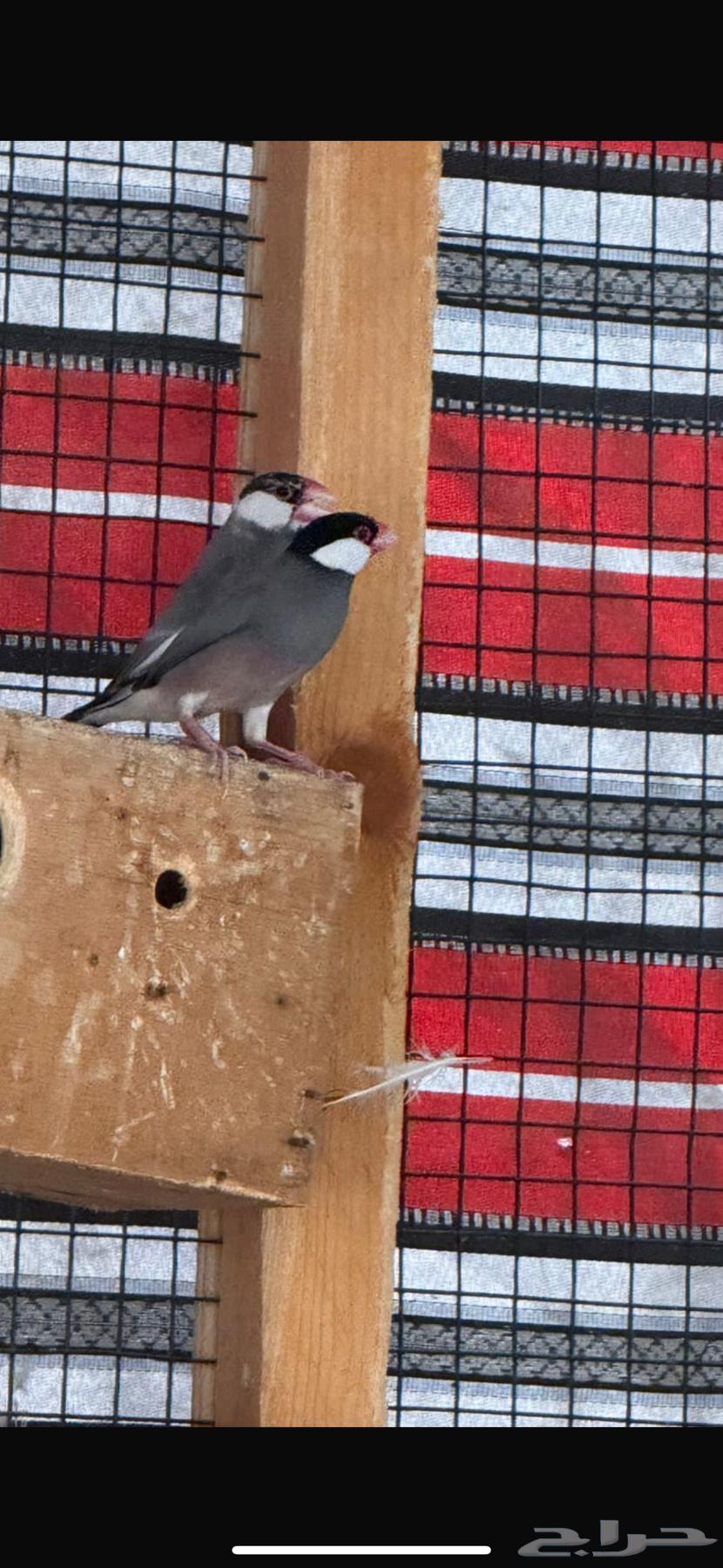 Java nuts for sale64539939056003110