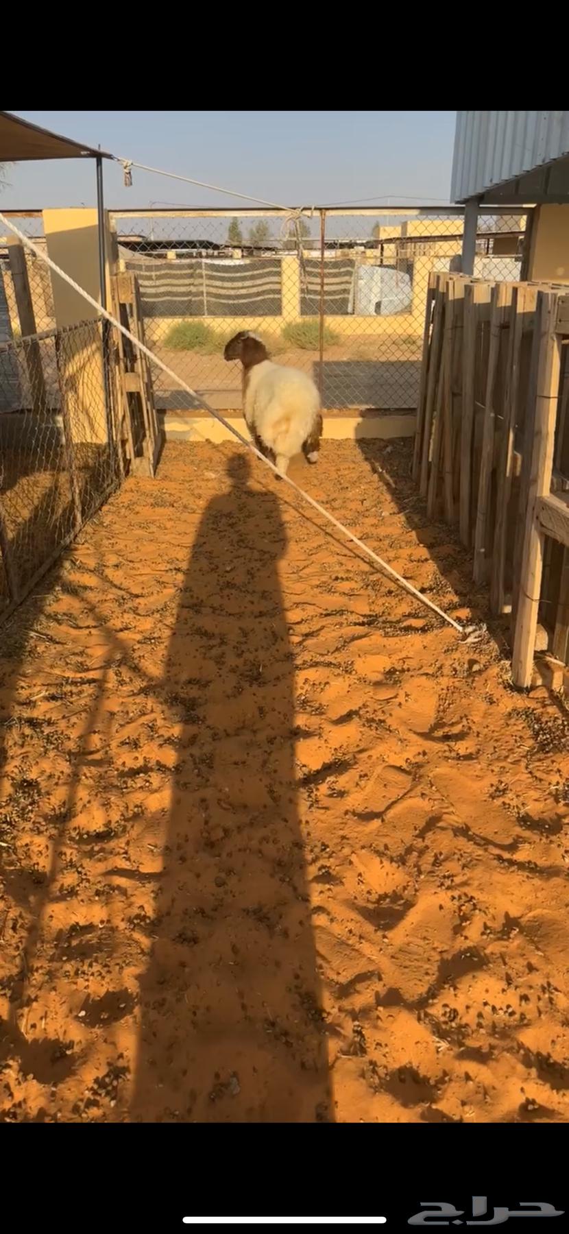 خروف نعيمي تميمه مغلق شحم شعره وطرف وشحمم نظيف شرط64536334953346113