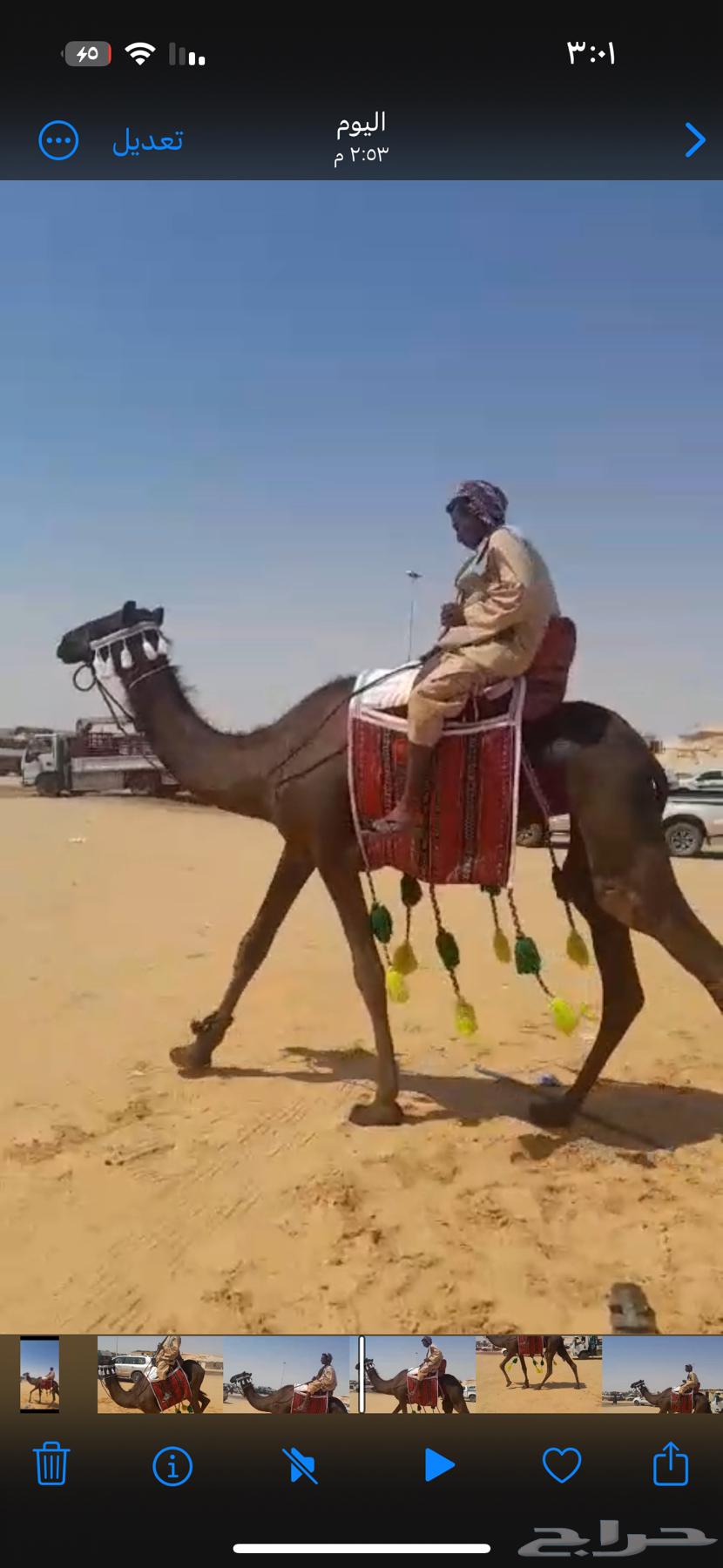 للبيع رحول ابل مجهم طوع64538943953026110