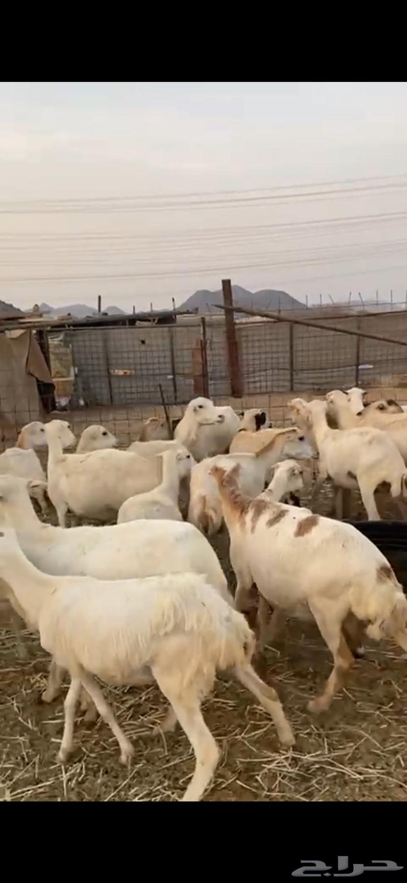 31 Rafidi sheep, mostly close defense, limit 75064539059074691111