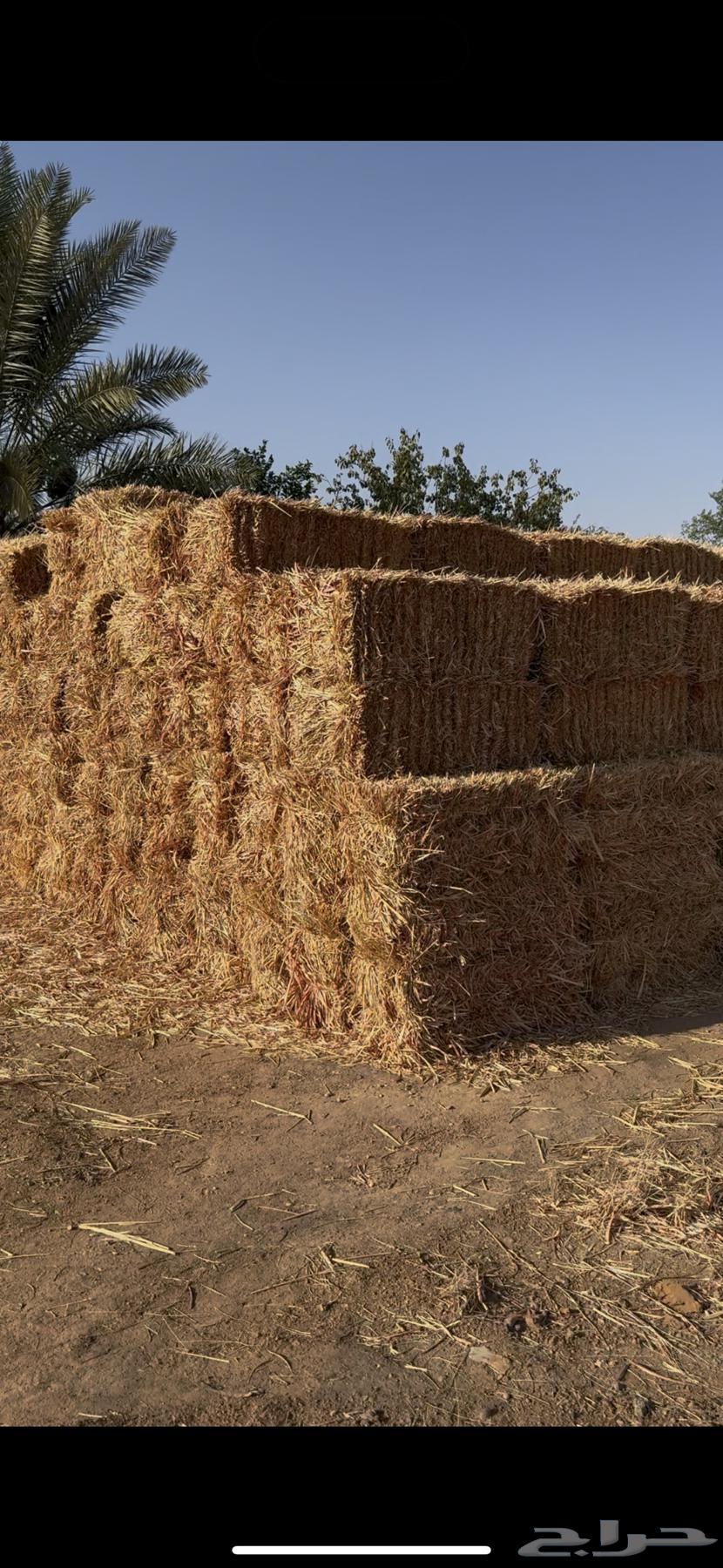 يوجد ذرة جيزانية فاخره حصاد نهاية شهر864535527414018110