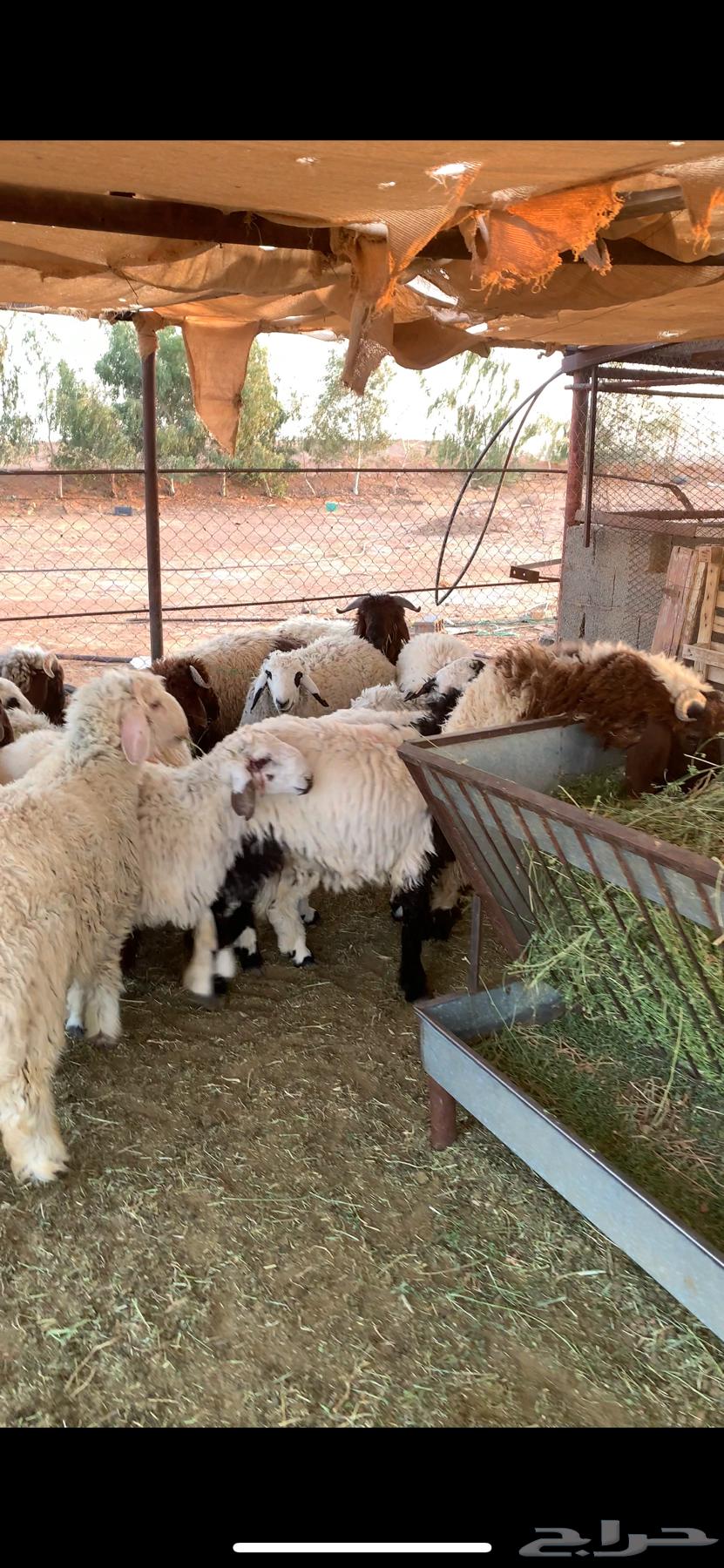 خرفان للبيع64535102447746113