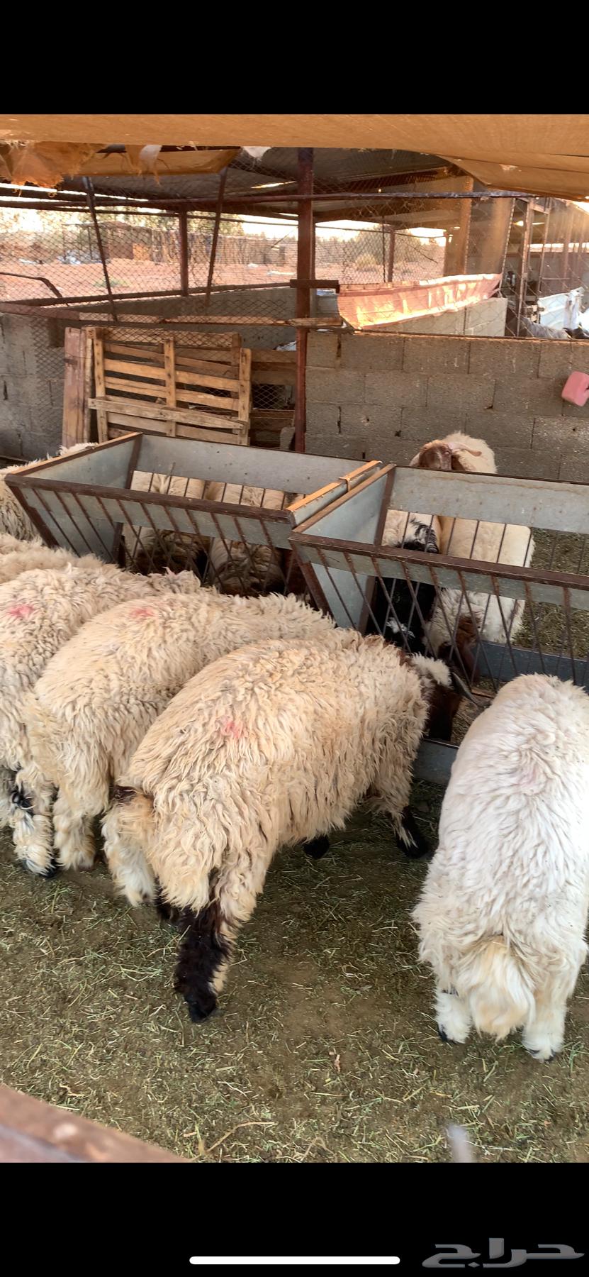 خرفان للبيع64535102447746110