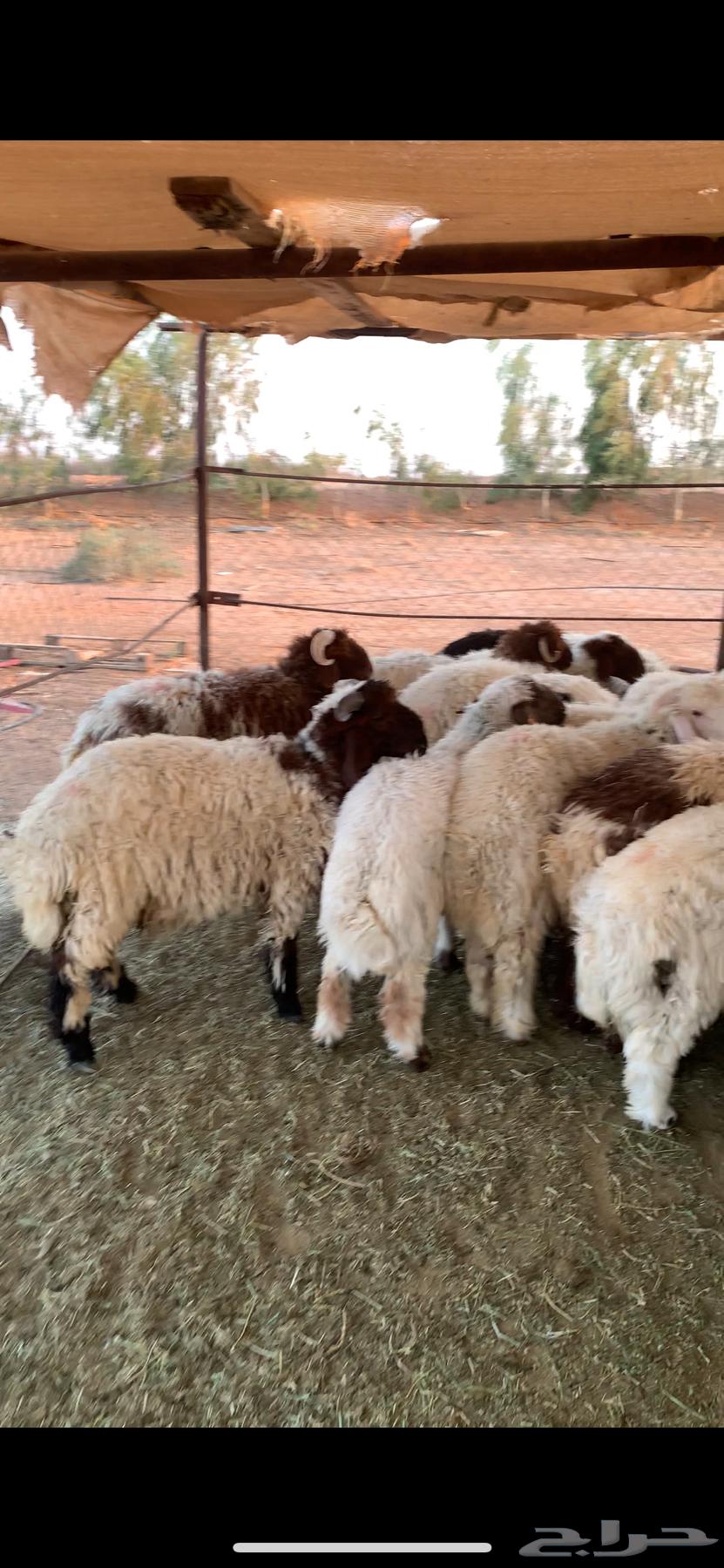 خرفان للبيع64535102447746111