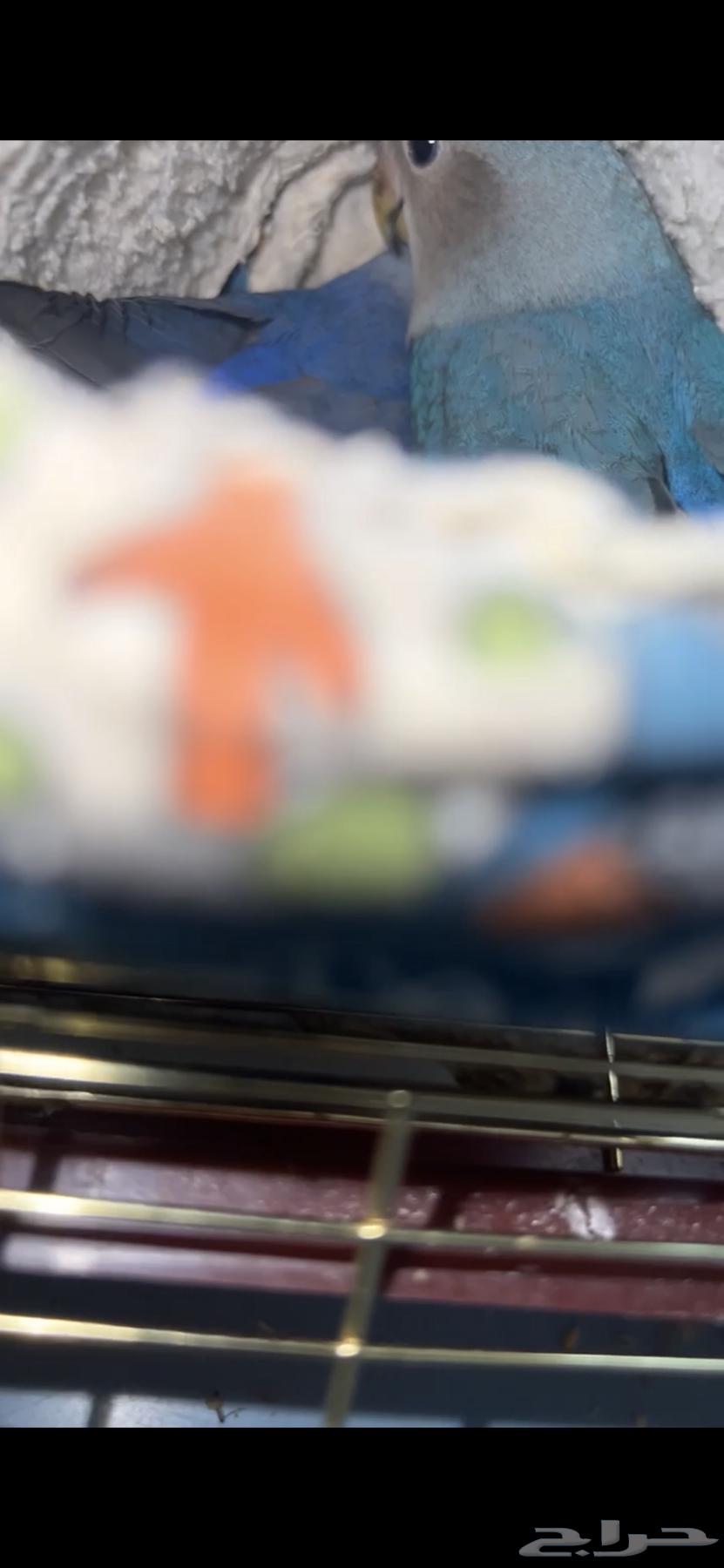 عصافير روز اليفين مفطومين من الغر64537407790851112