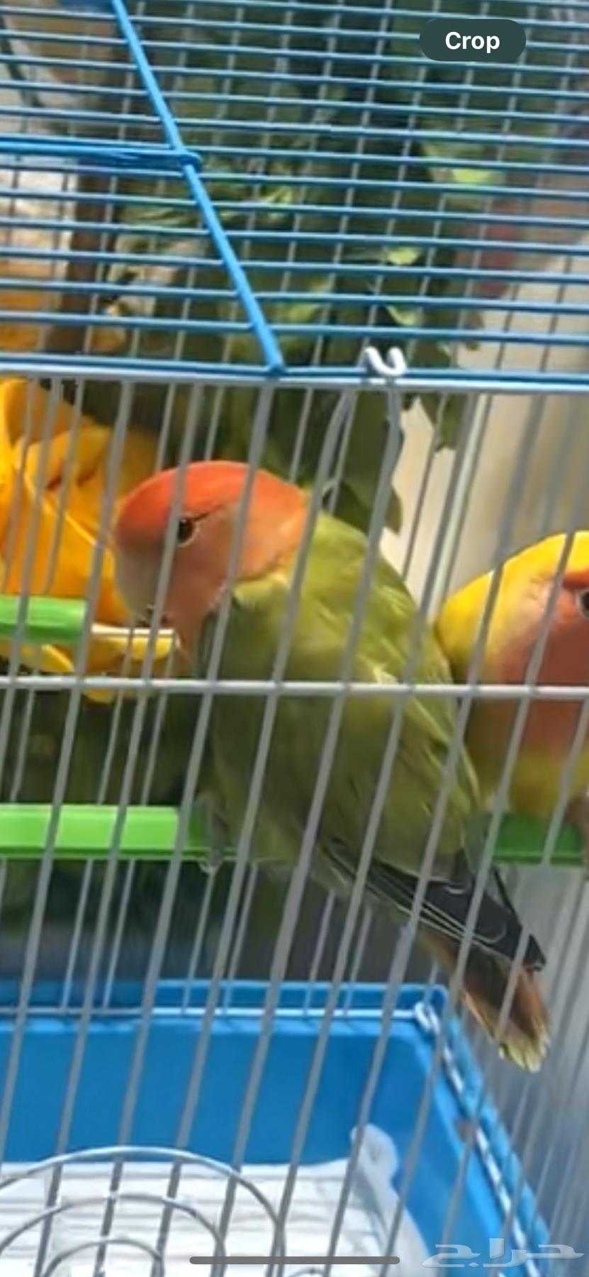 بيع طيور روز   ذكر وانثى64538613329793110