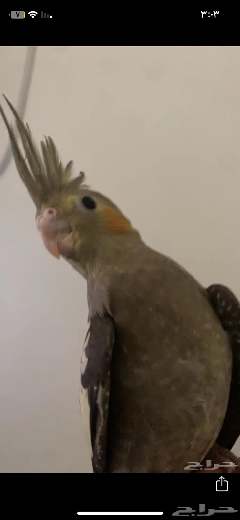 Crown Bird64543167810945110