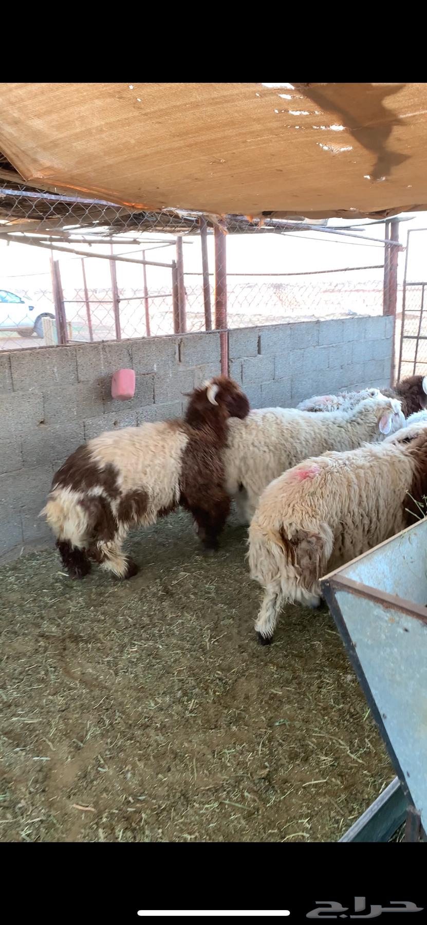 خرفان للبيع64535102447746114