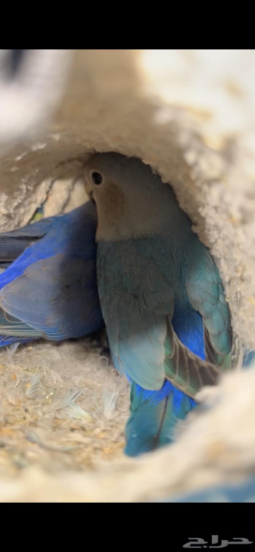 عصافير روز اليفين مفطومين من الغر64537407790851113