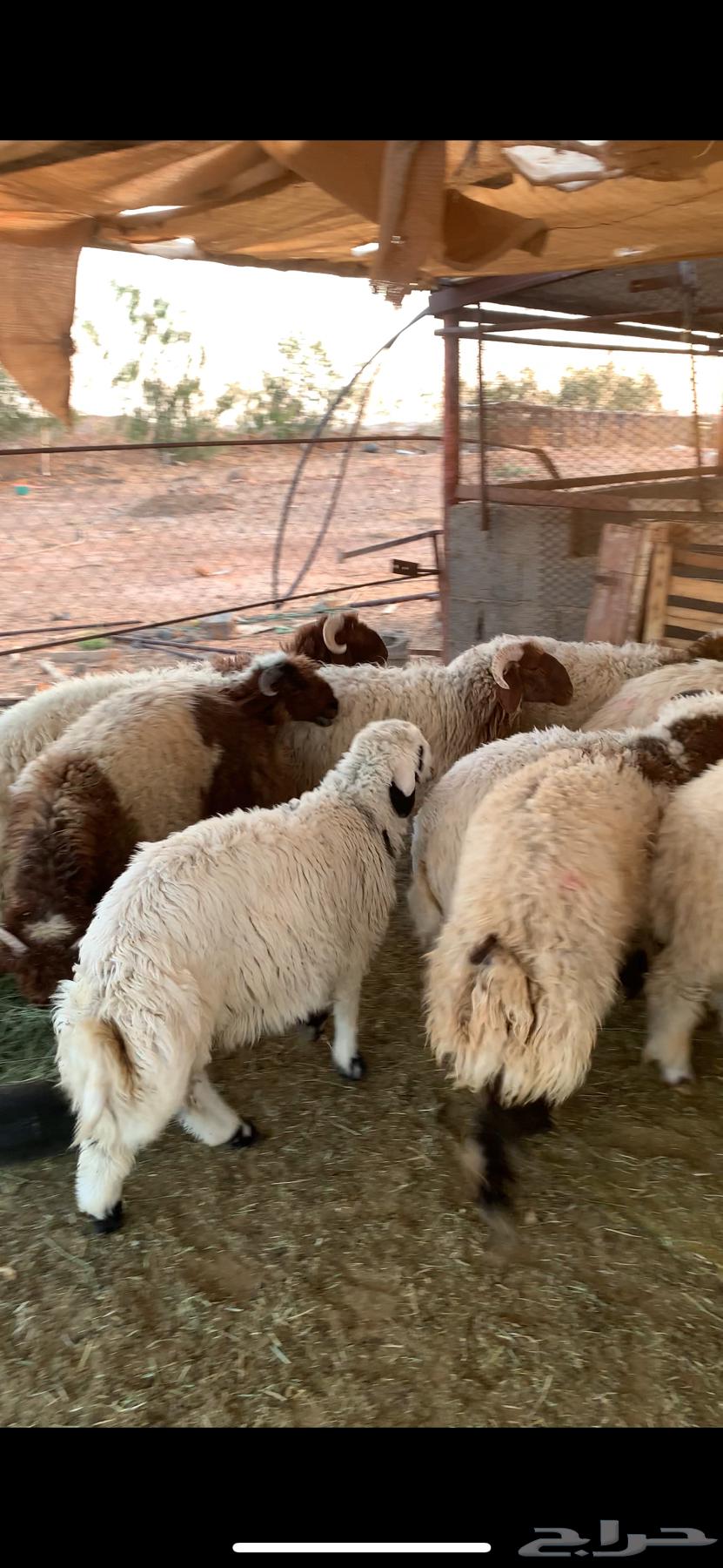 خرفان للبيع64535102447746112