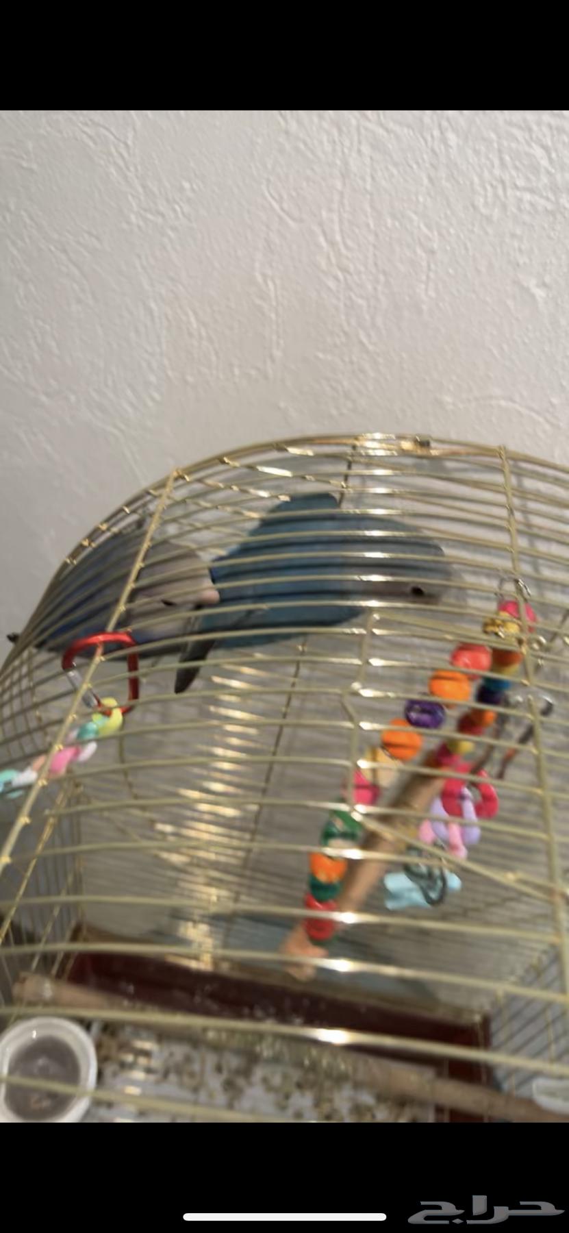 عصافير روز اليفين مفطومين من الغر64537407790851114