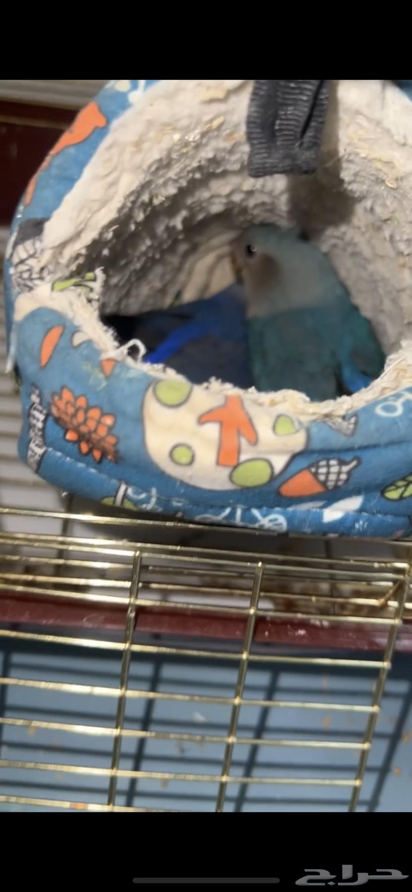 عصافير روز اليفين مفطومين من الغر64537407790851111