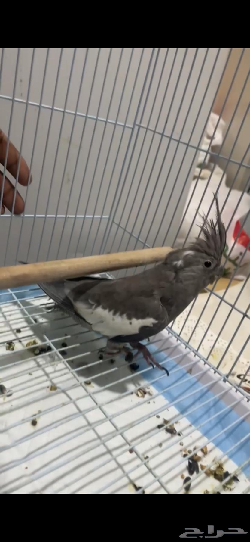 طير كروان للبيع64535889543041111