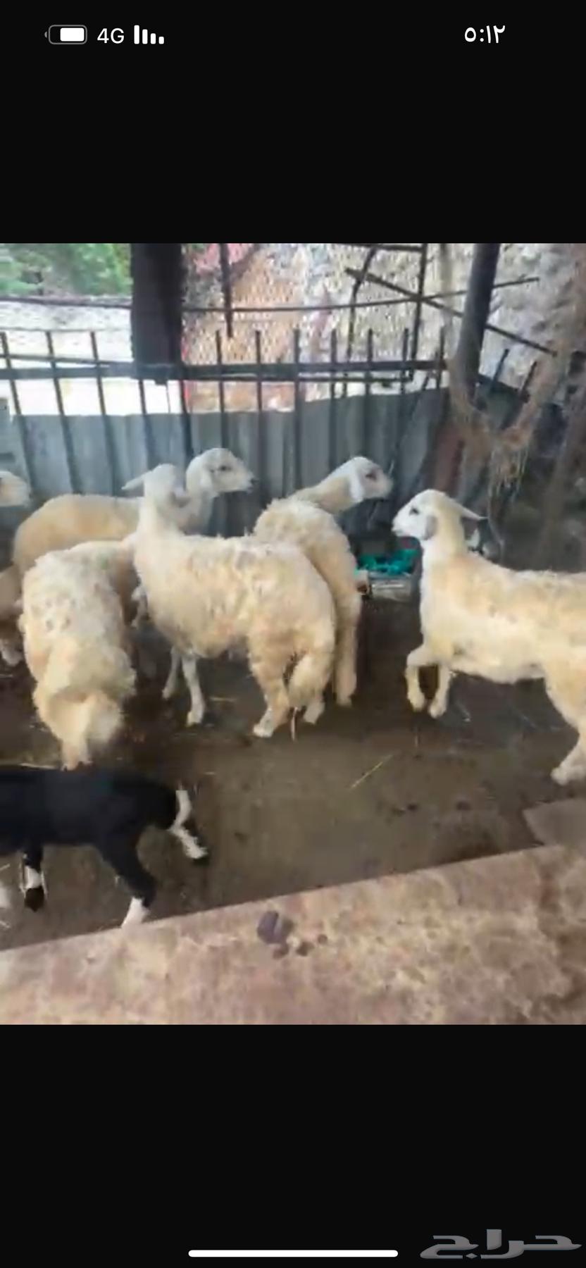 7 طليان للبيع64540323642755111