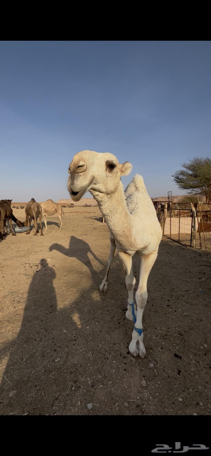 قعود حق للبيع64539882371201112