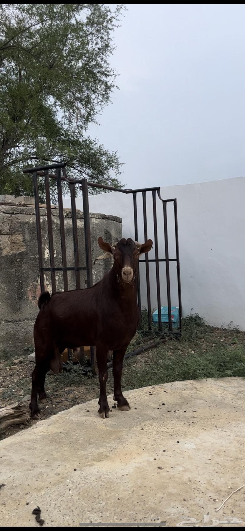 تيس ادهم فحل ( تم البيع64538659517569113